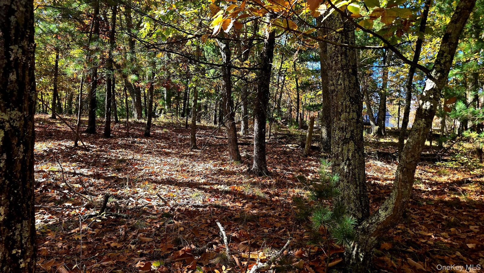 Property Photo:  Chestnut Street W  NY 12790 