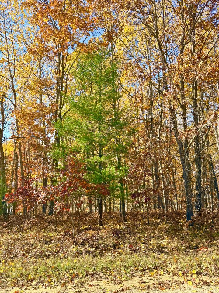 Property Photo:  Schwyz Drive  MI 49677 